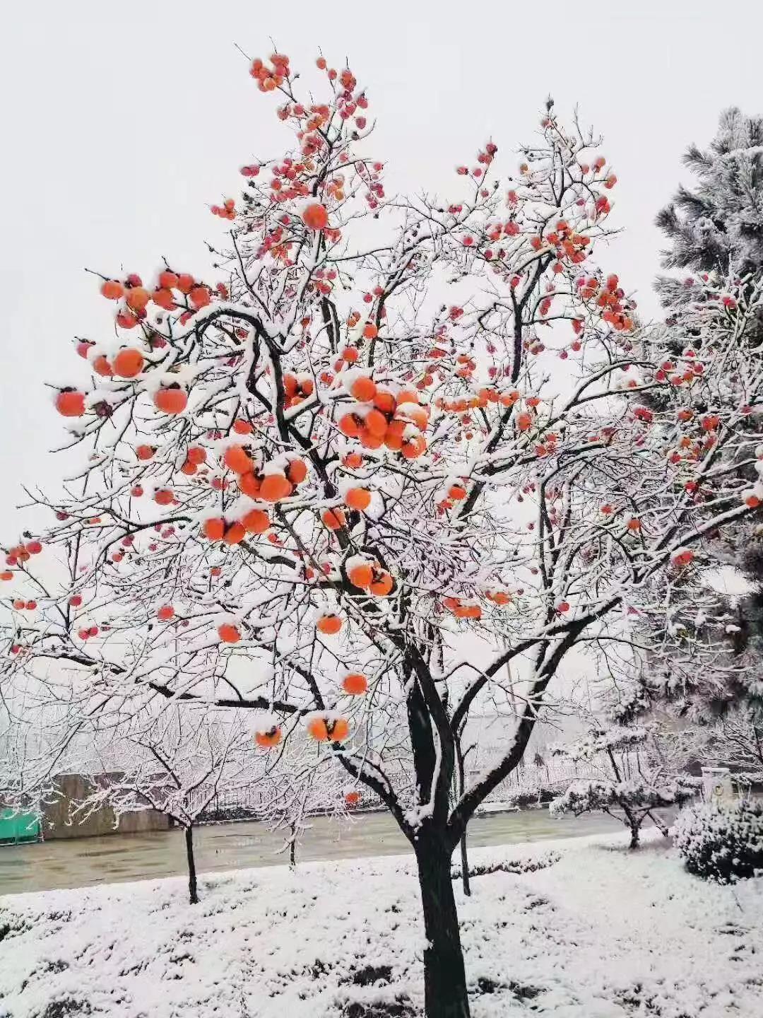 有一種堅守，叫風雪無阻